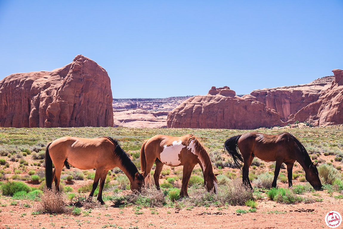 chevaux monument valley
