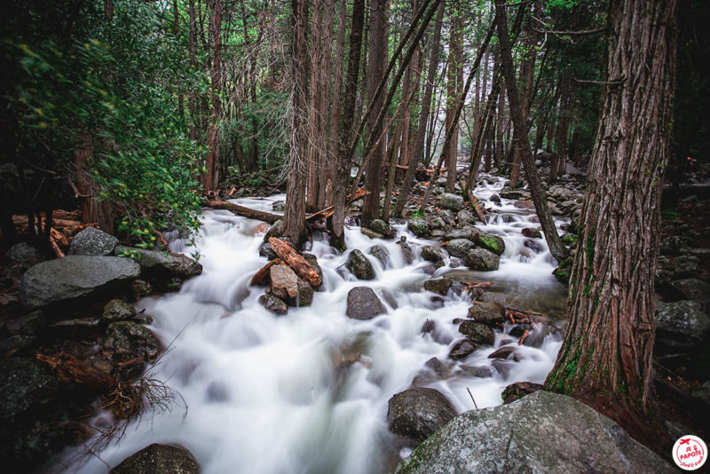 foret et eau yosemite