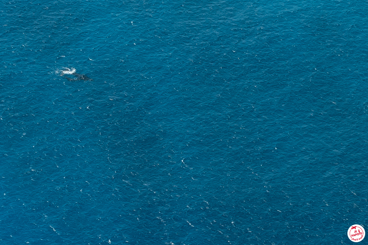 baleine et son baleineau ile maurice