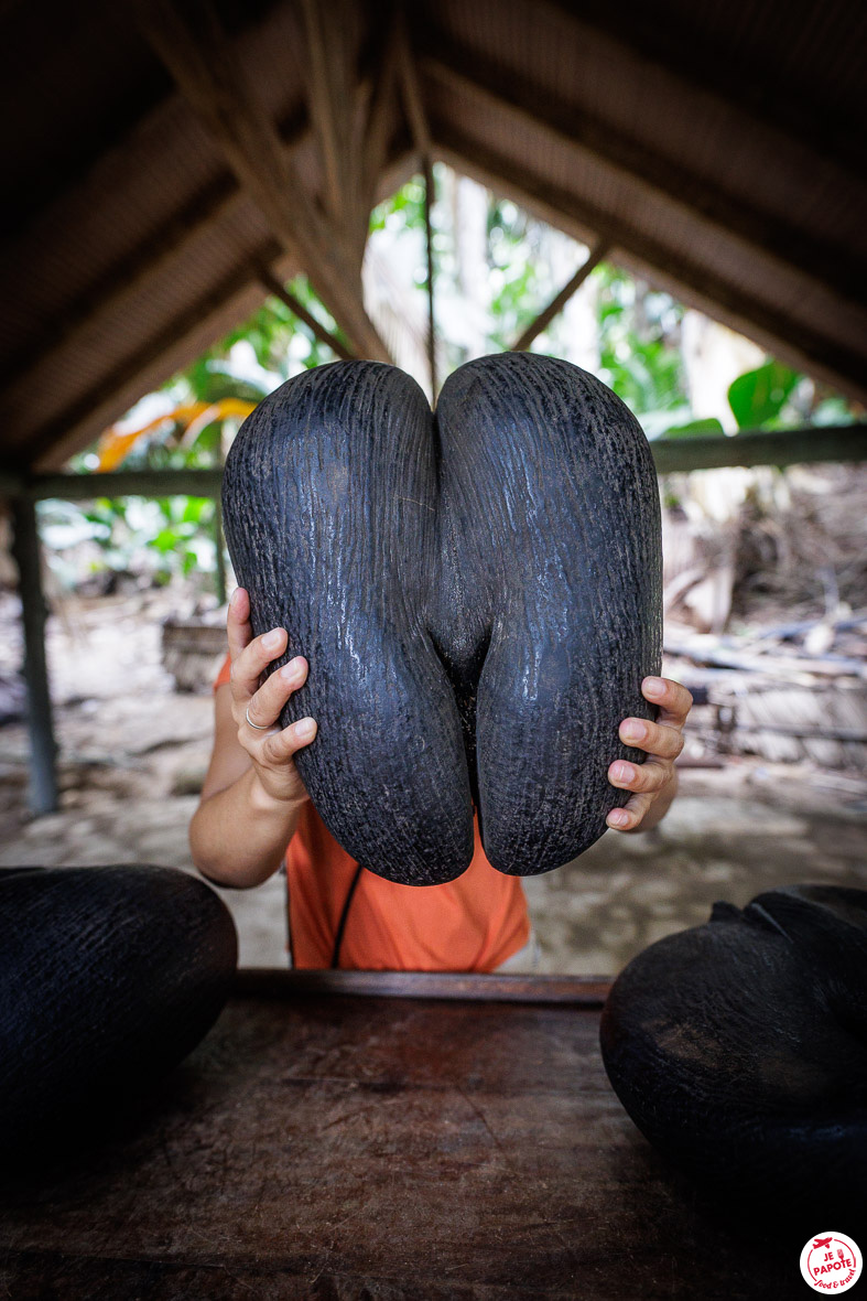 coco de mer Praslin Seychelles