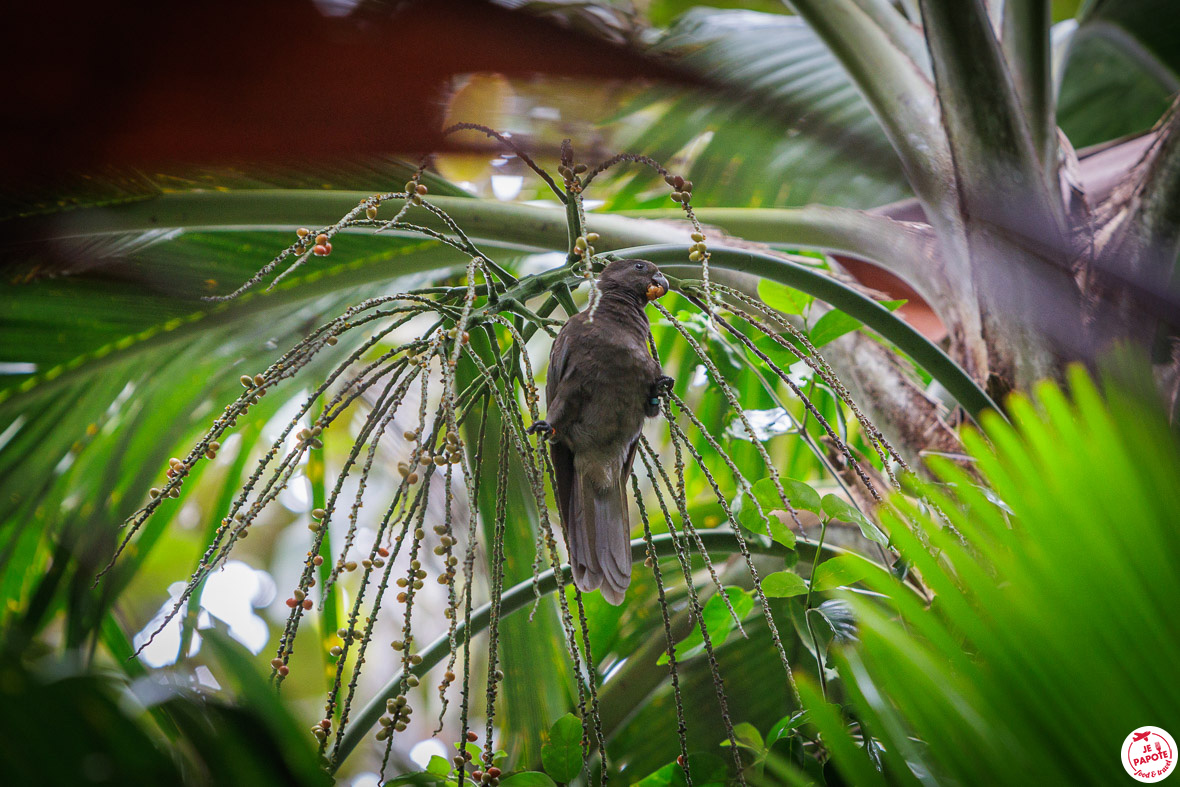 Perroquet noir Valle de Mai Praslin
