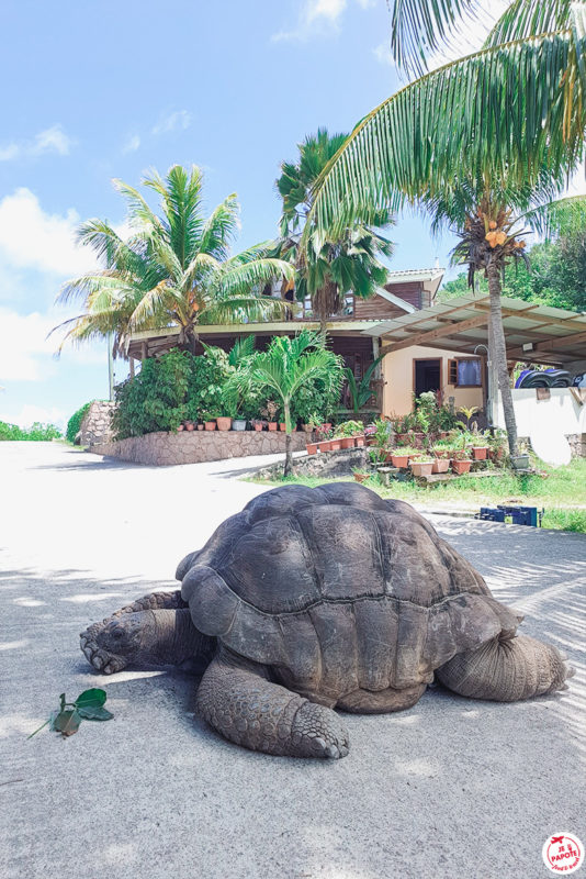 tortue la digue