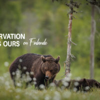 observation ours finlande