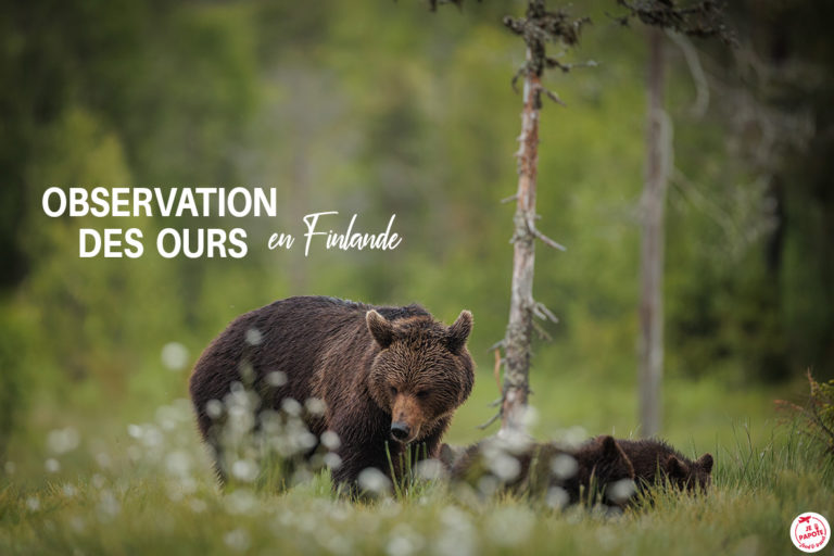 observation ours finlande