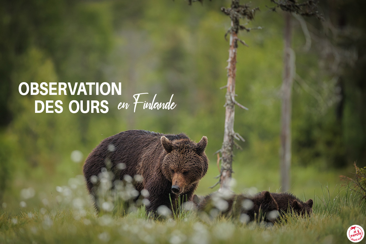 observation ours finlande