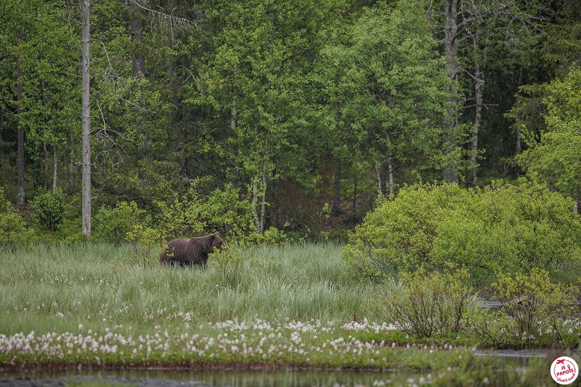 ours kuusamo