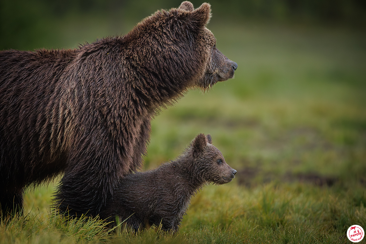 maman ours et ourson