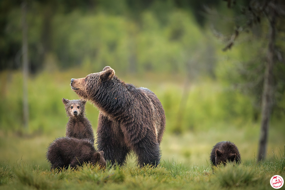 ours et ses 3 oursons