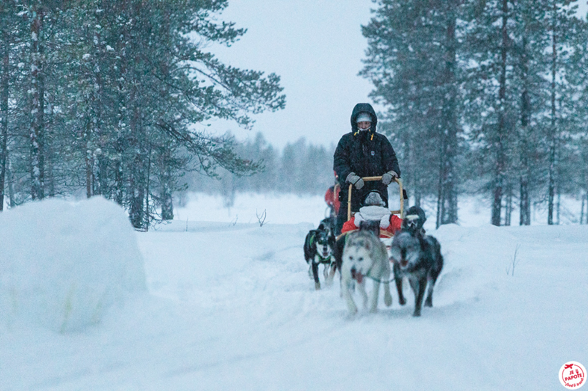 chien de traineau laponie finlandaise